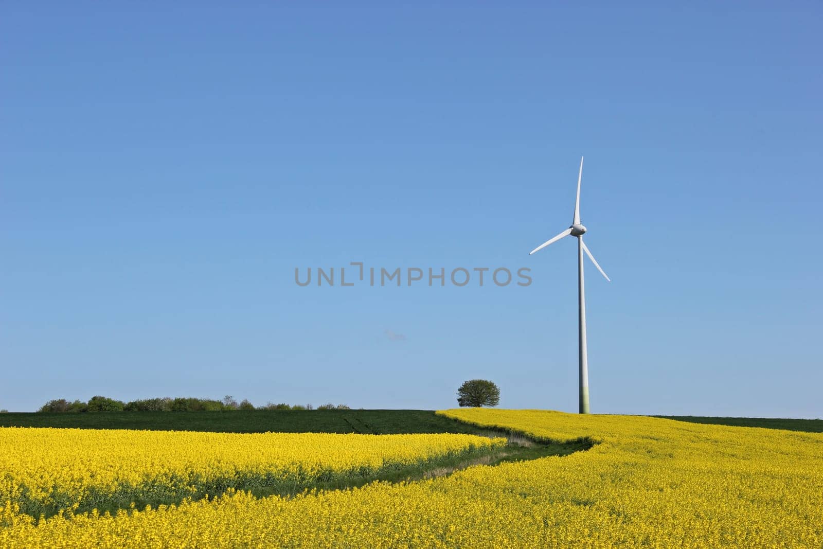 Flowering rapeseed field with tree and wind turbine