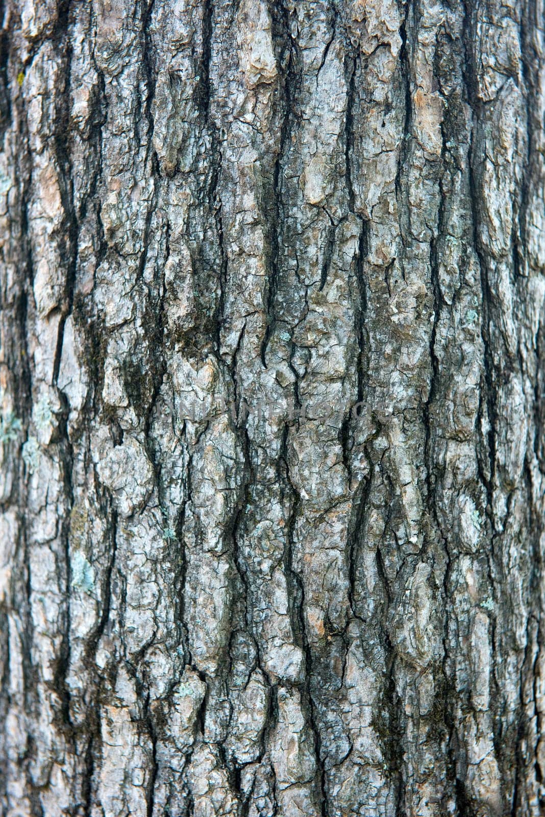 Close up shot of a tree bark background