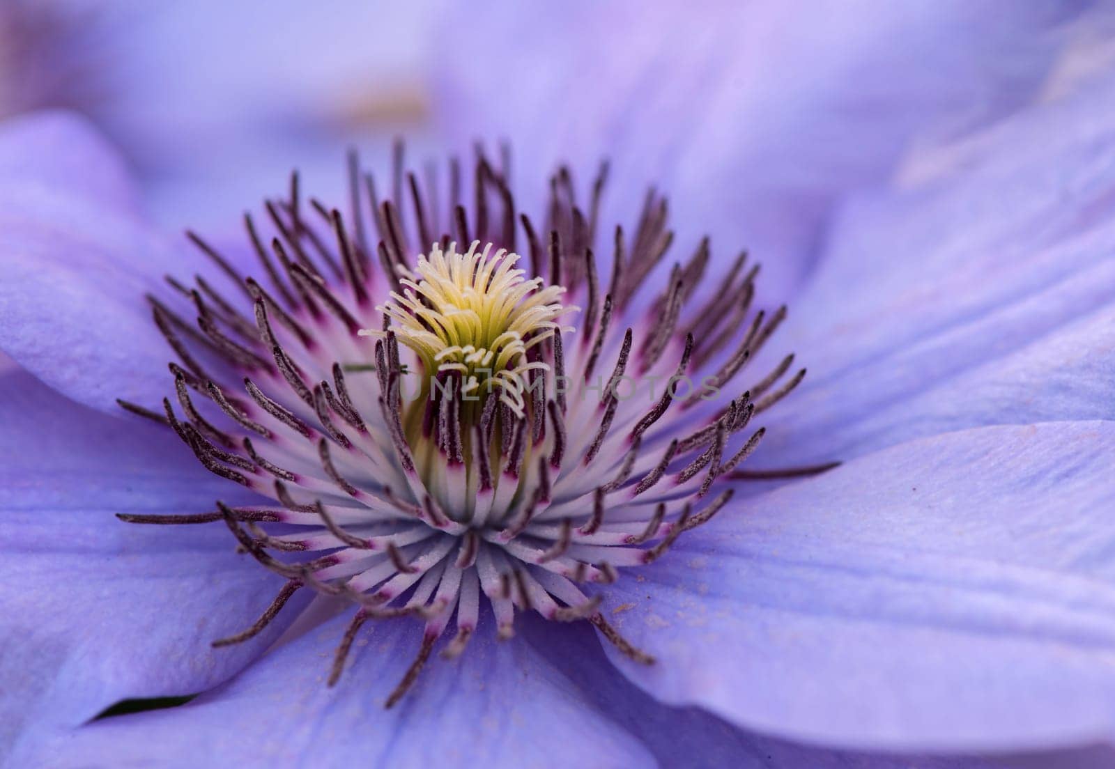 Close up photo of the clematis flower