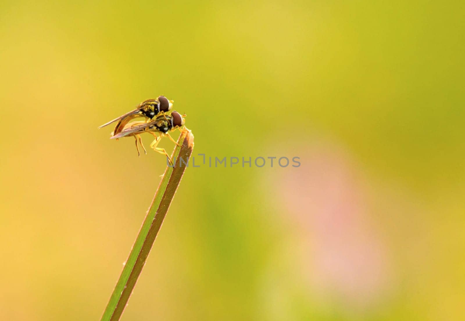 A pair of robberfly mating on a blade of grass