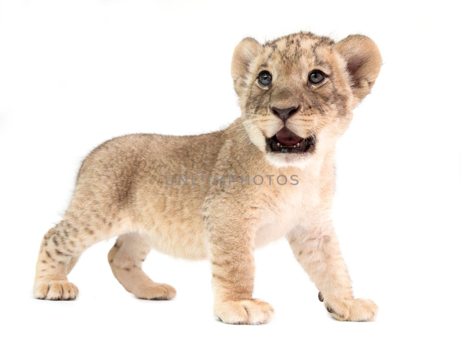 baby lion (panthera leo) isolated on white background
