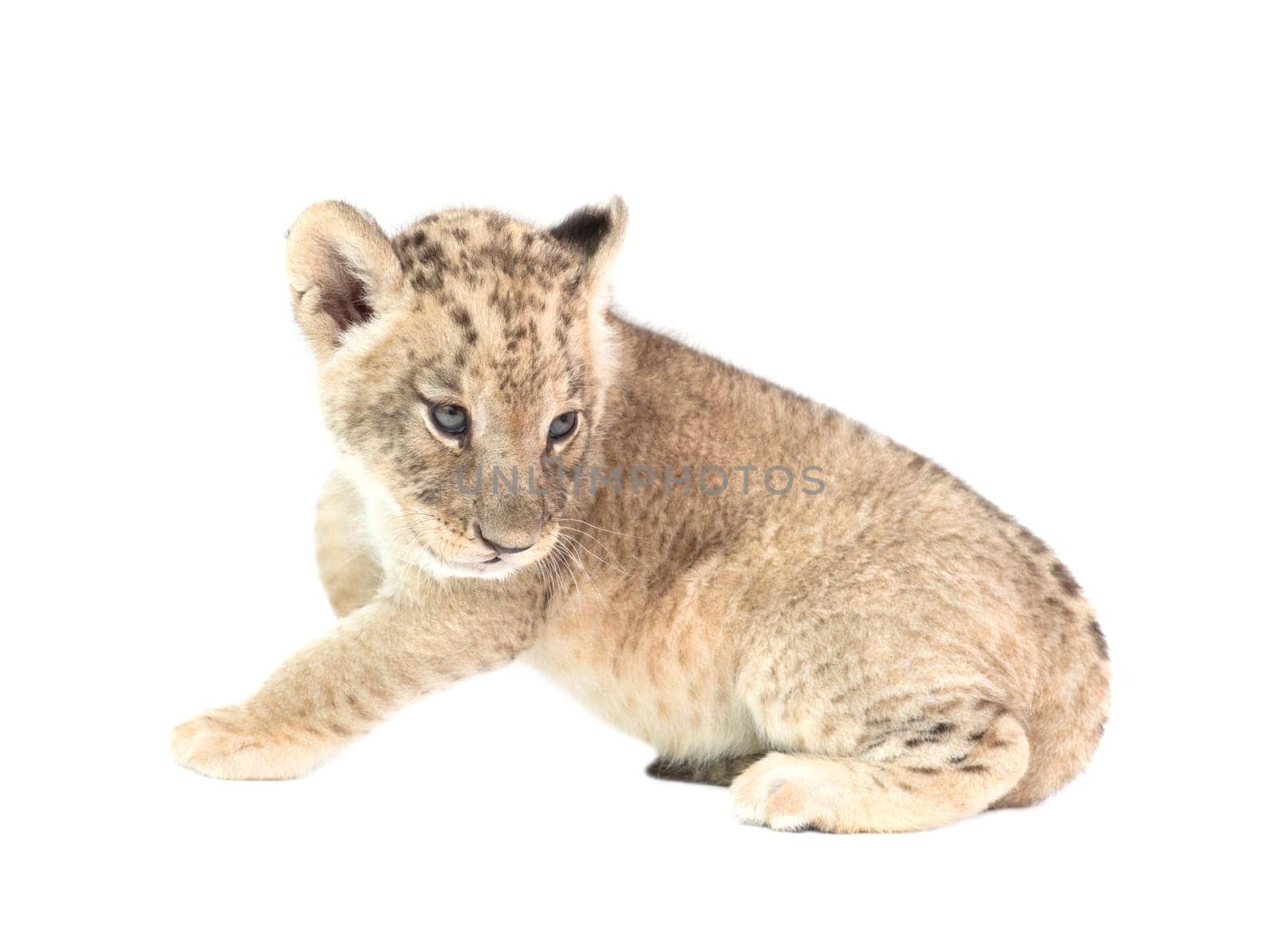 baby lion (panthera leo) isolated on white background