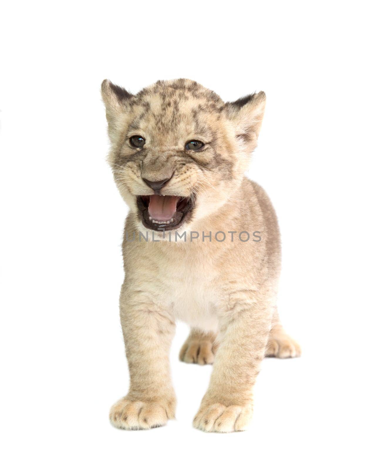 baby lion (panthera leo) isolated on white background