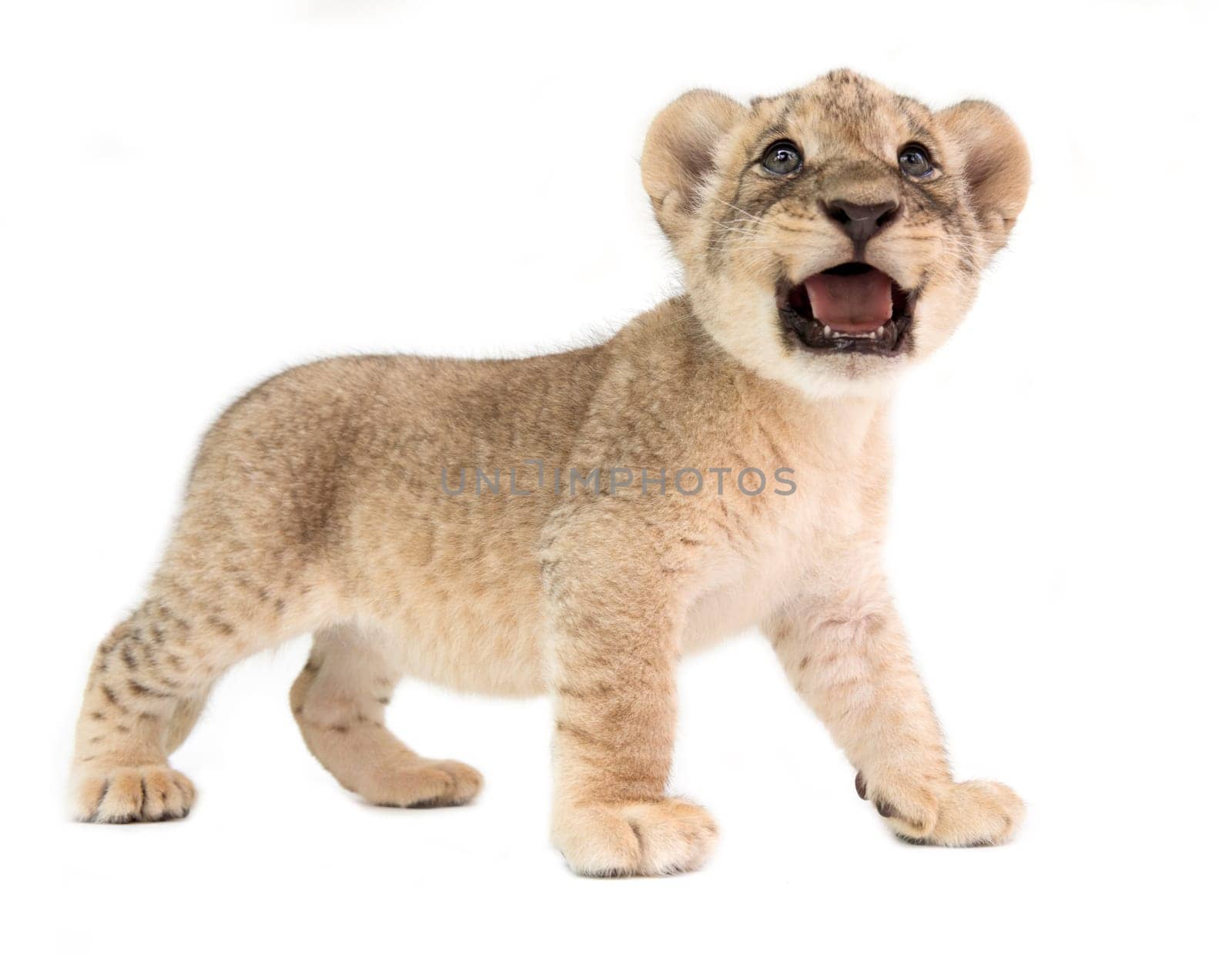 baby lion (panthera leo) isolated on white background