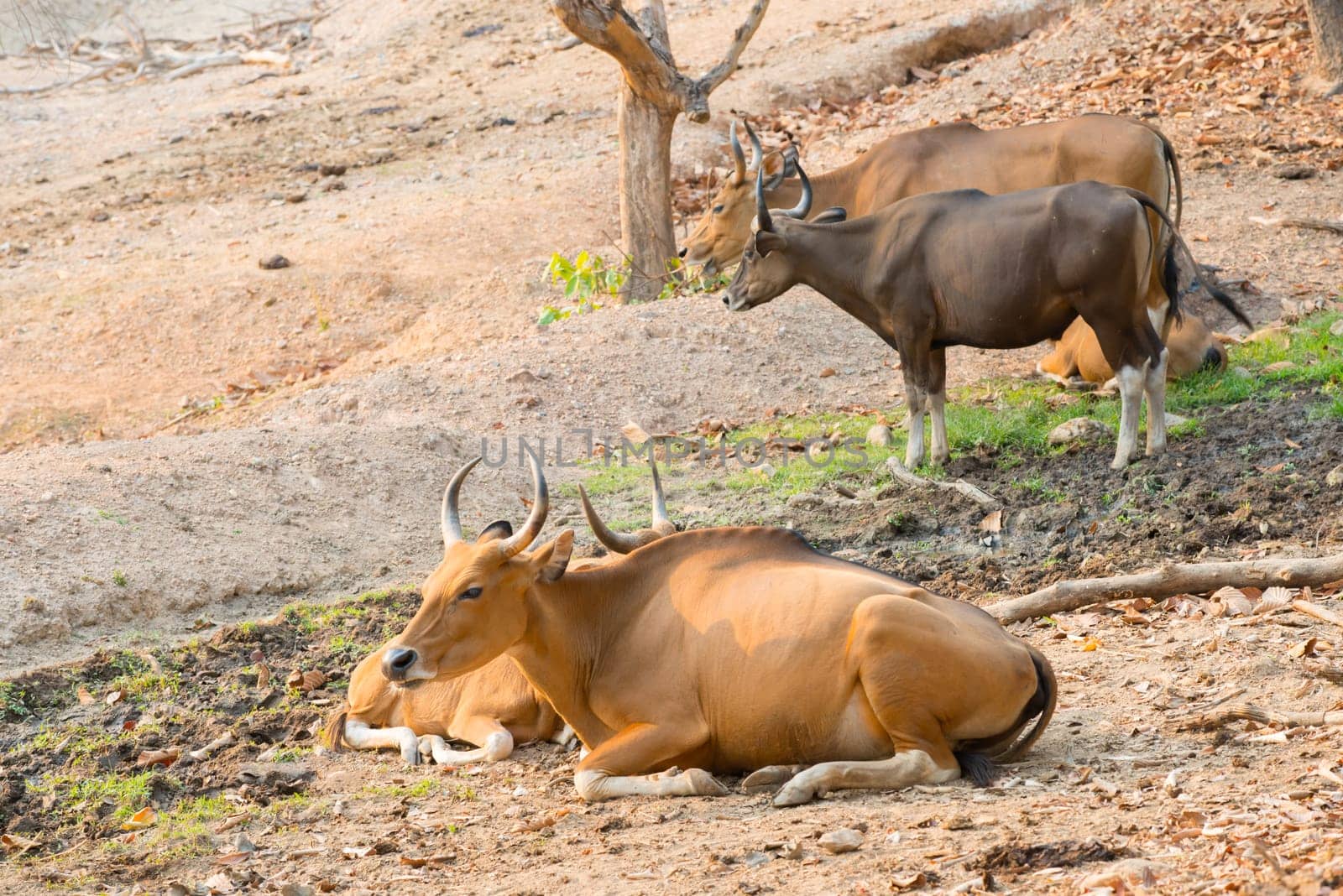 banteng (Bos javanicus) resting near mud