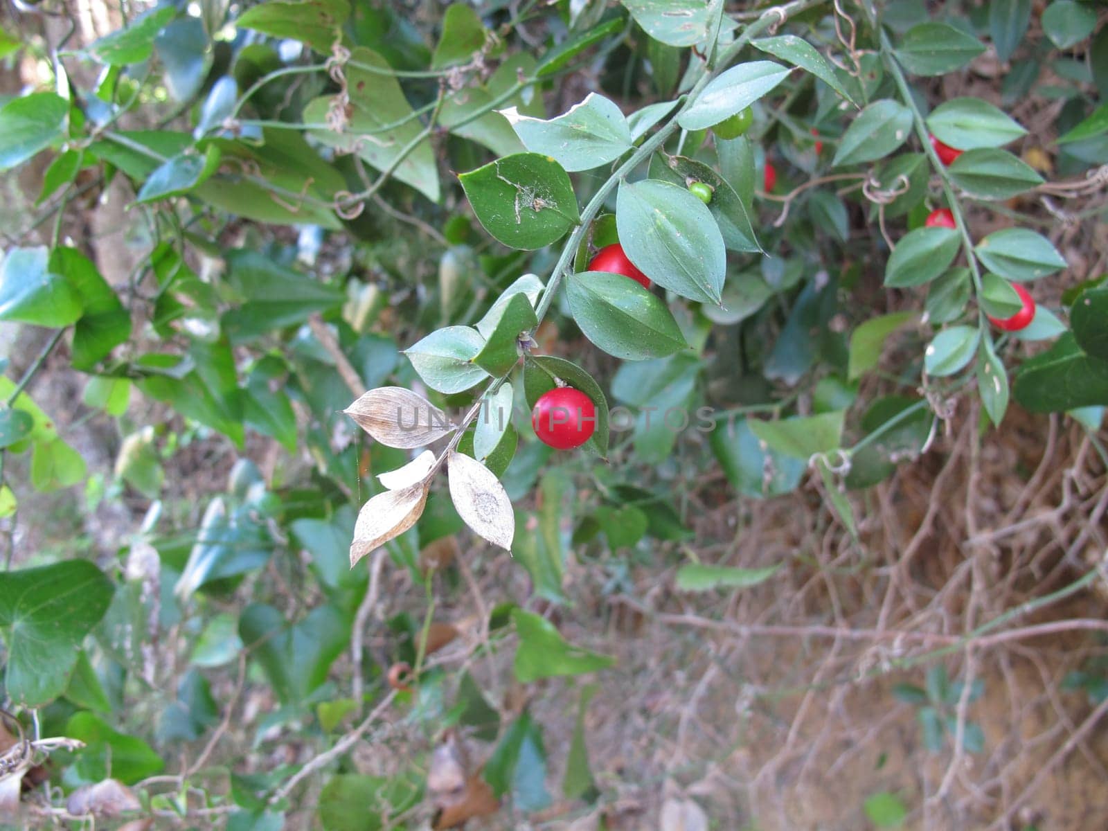 Mice thorn with berries
