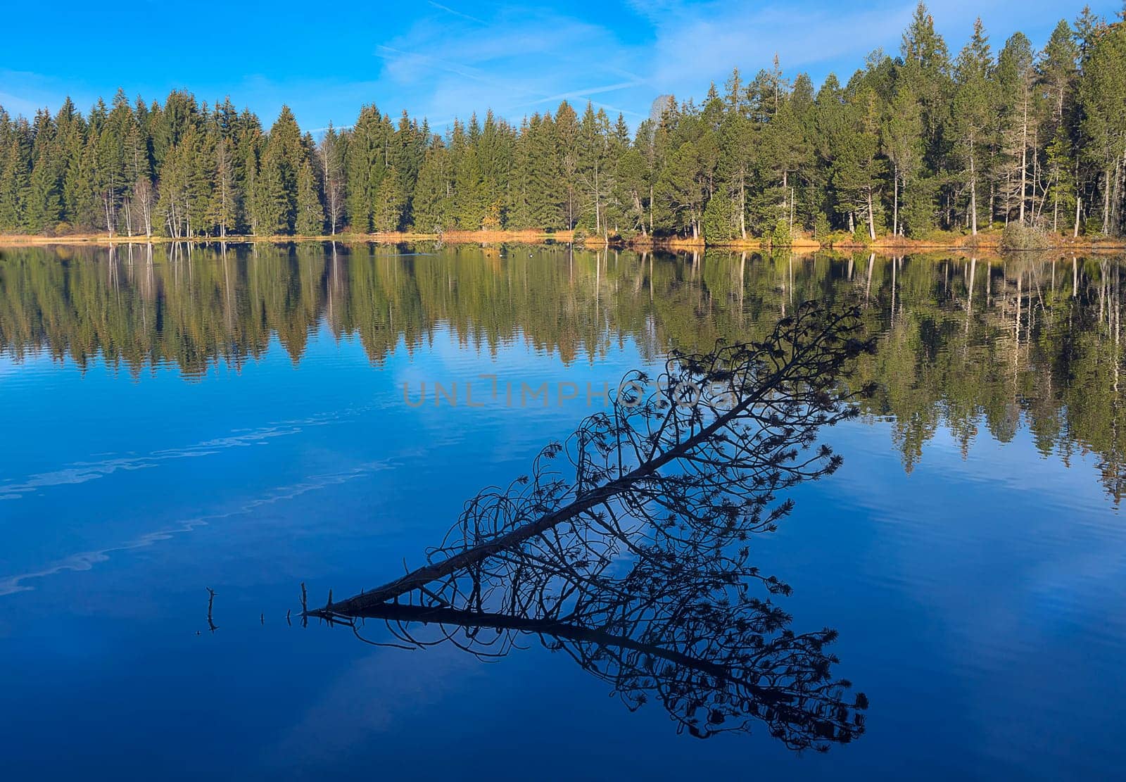 The tree in the water