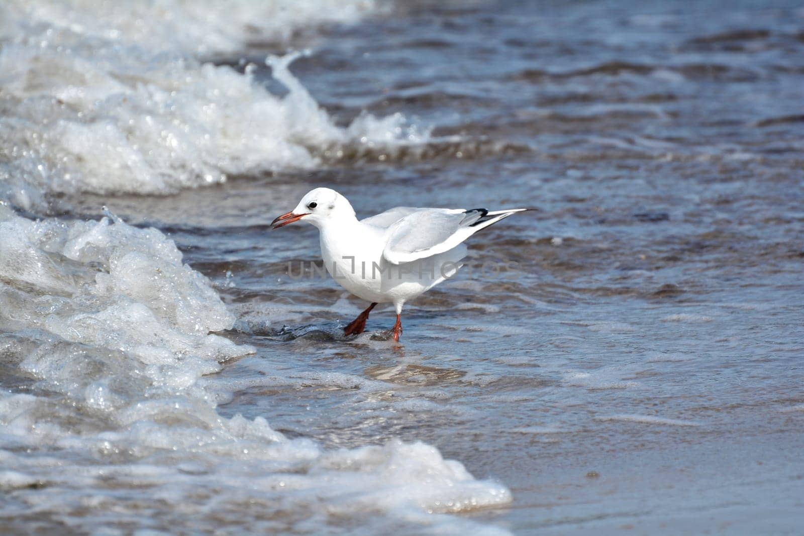 Seagull on the beach