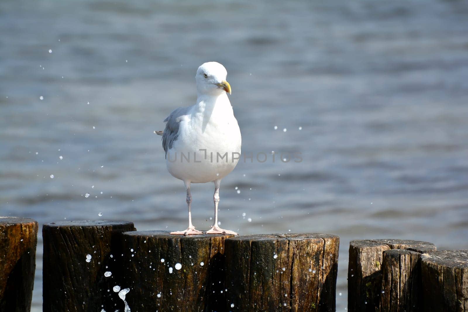 Seagull on the beach