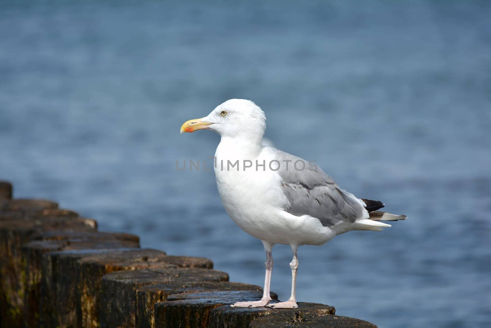 Seagull on the beach