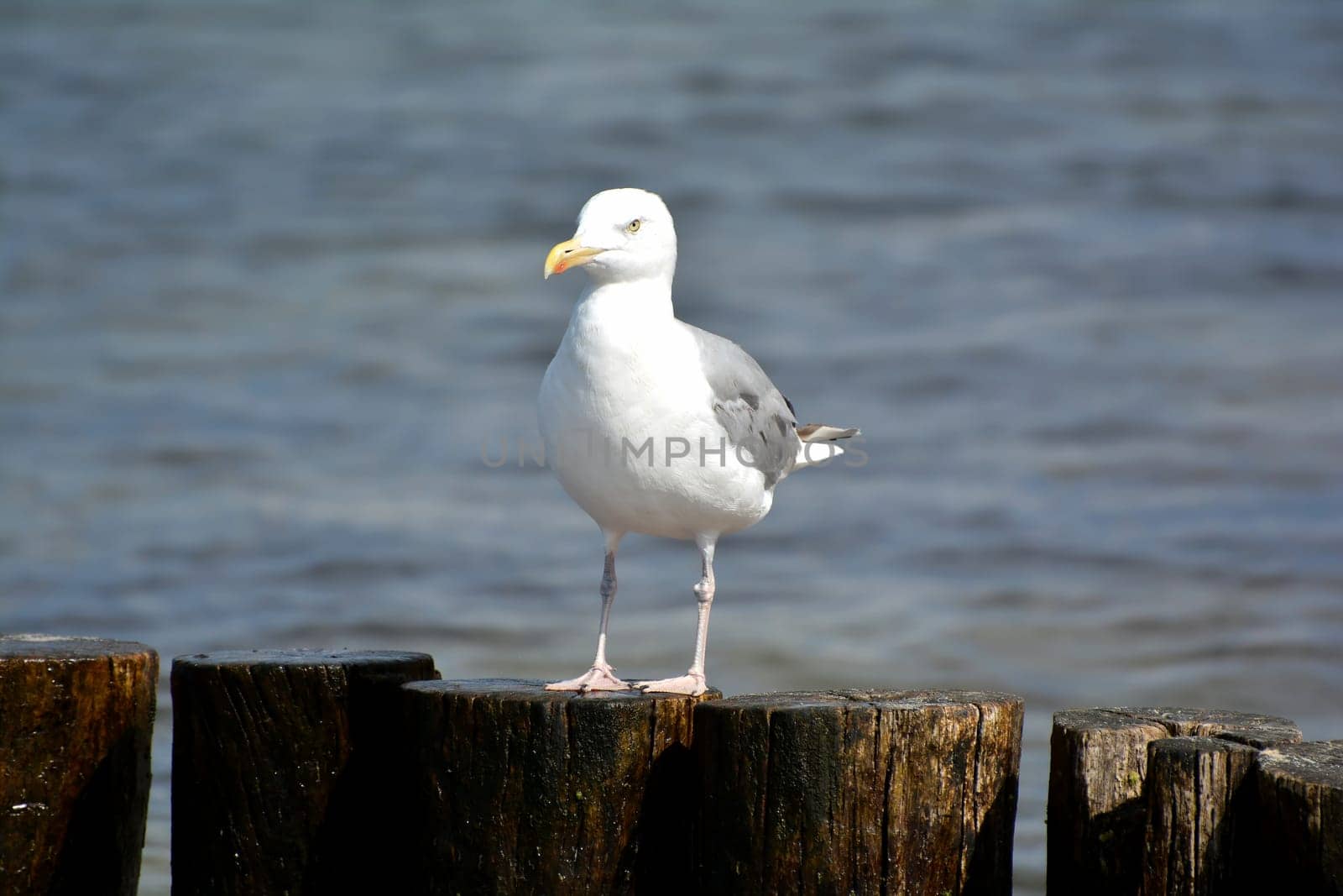 Seagull on the beach