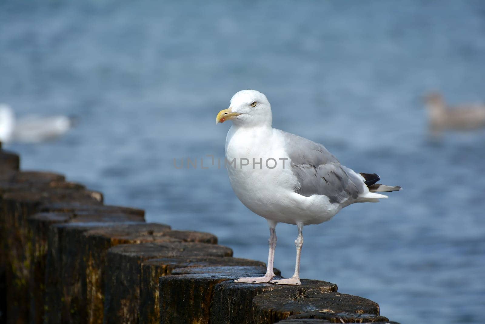 Seagull on the beach
