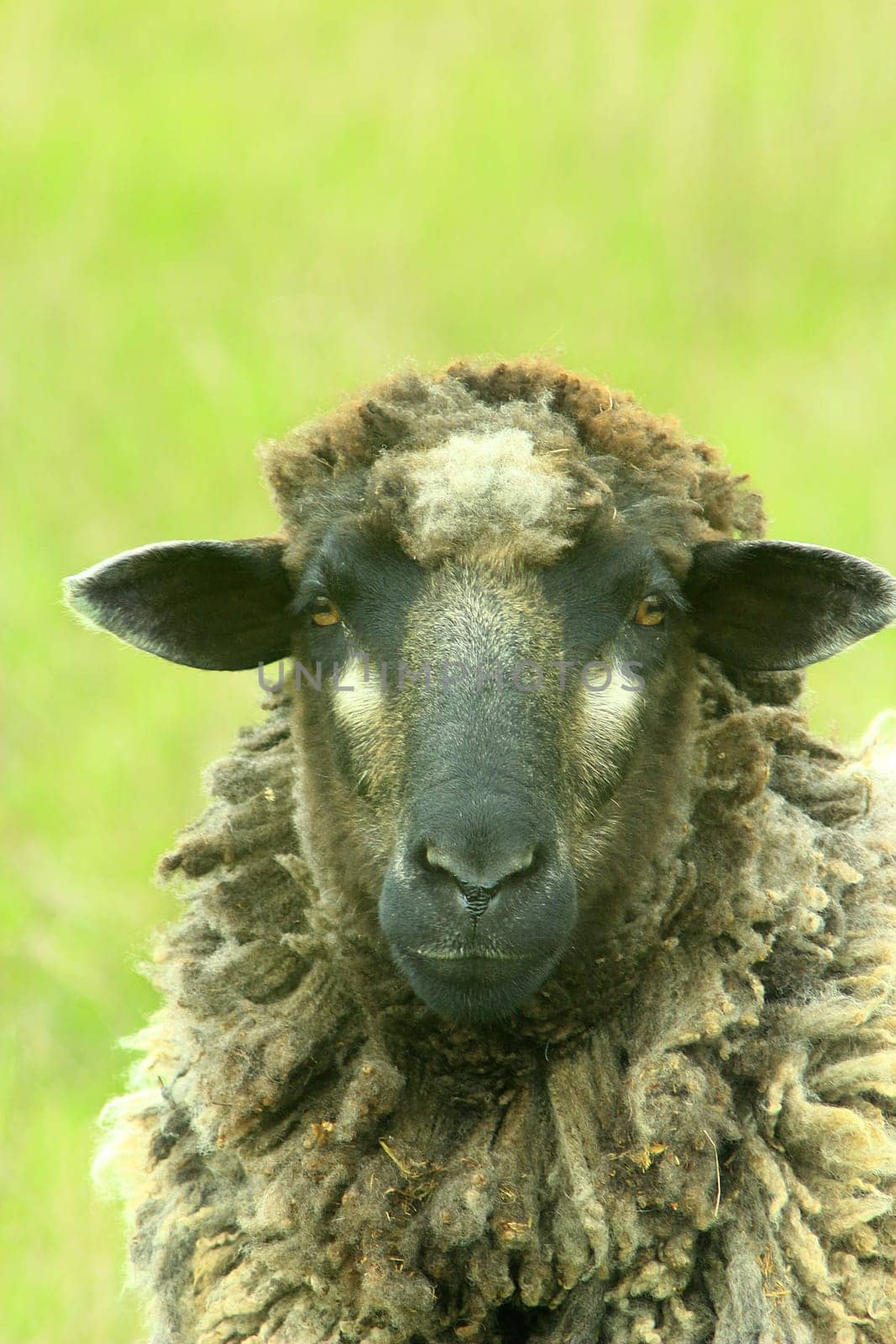 head of sheep grazing on the pasture