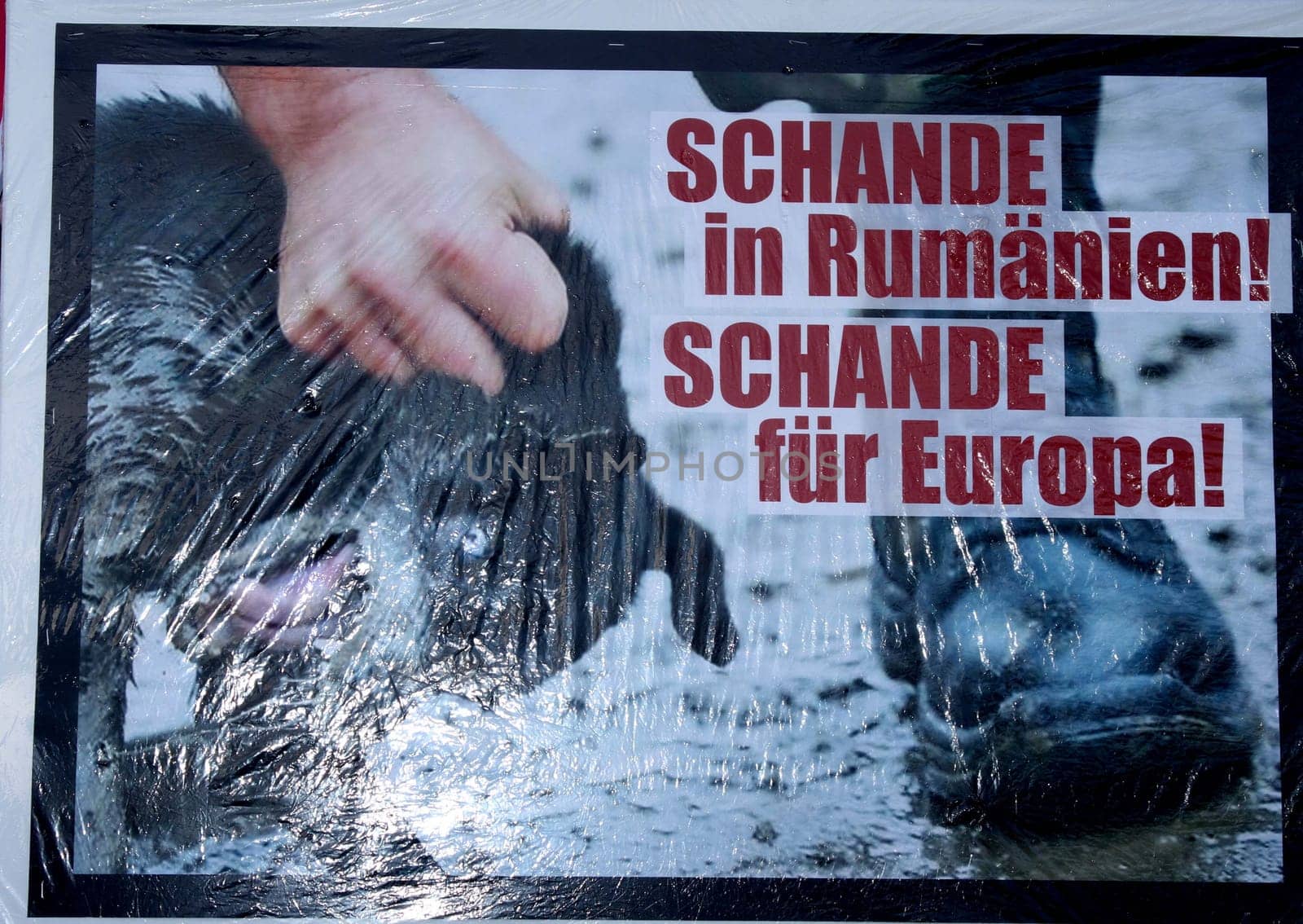 Hamburg - Nationwide demonstrations and vigils in Germany and Staedten in Europe on 08.03.2014 against the toting of the Romanian street dogs