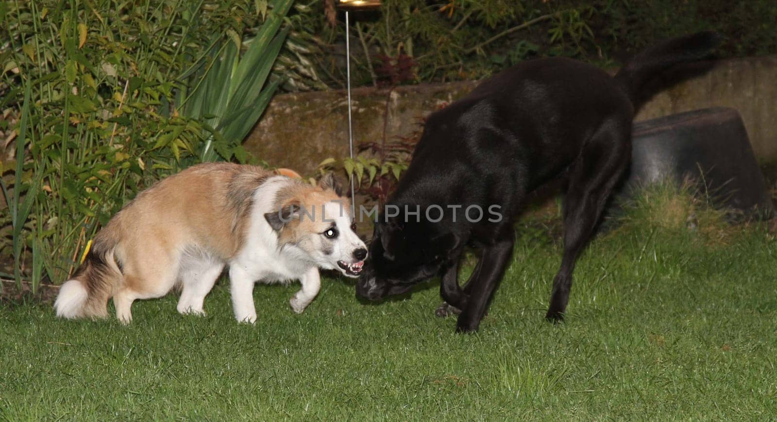 playing dogs