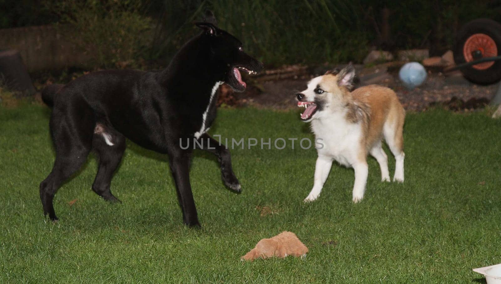 playing dogs