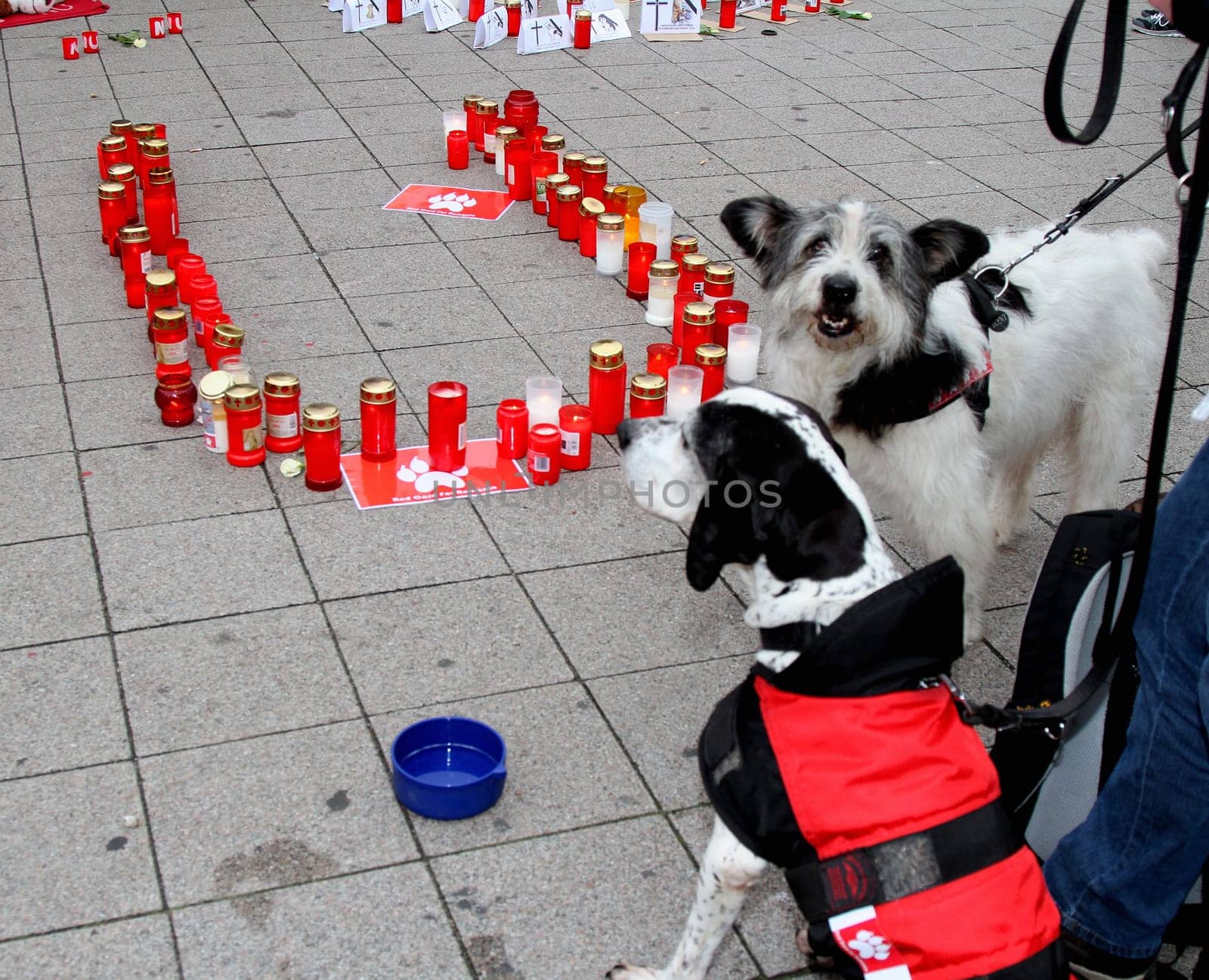 Demonstration and vigil by various animal welfare organisations against the toting of street dogs in Romania at Hamburg Central Station ,05.10.2013