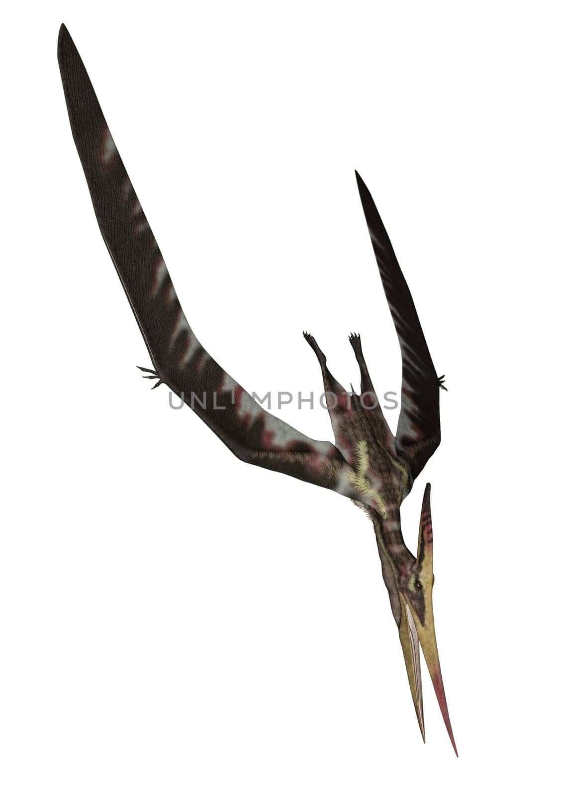 Pteranodon diving in white background- 3D render