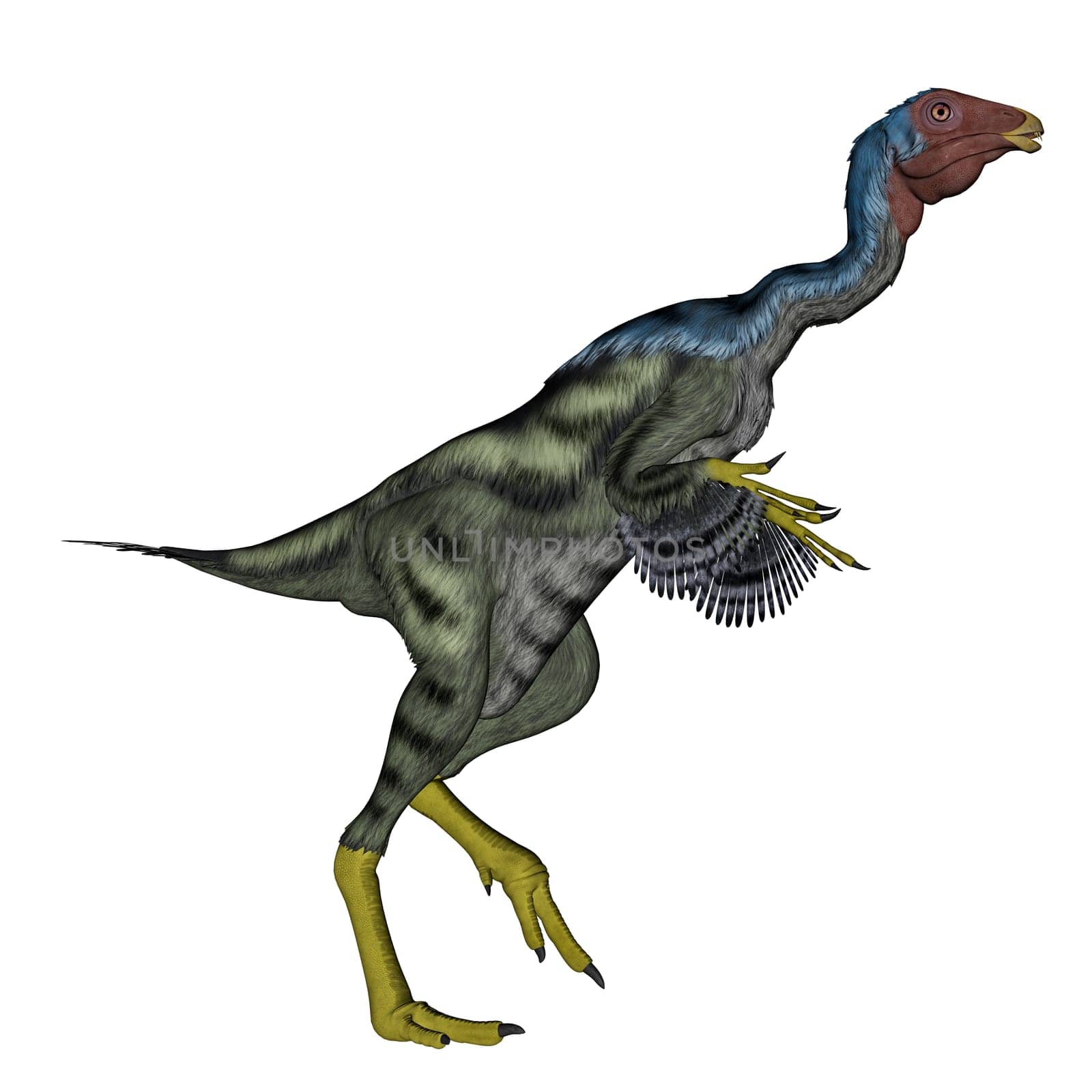 Caudipteryx dinosaur walking in white background- 3D render