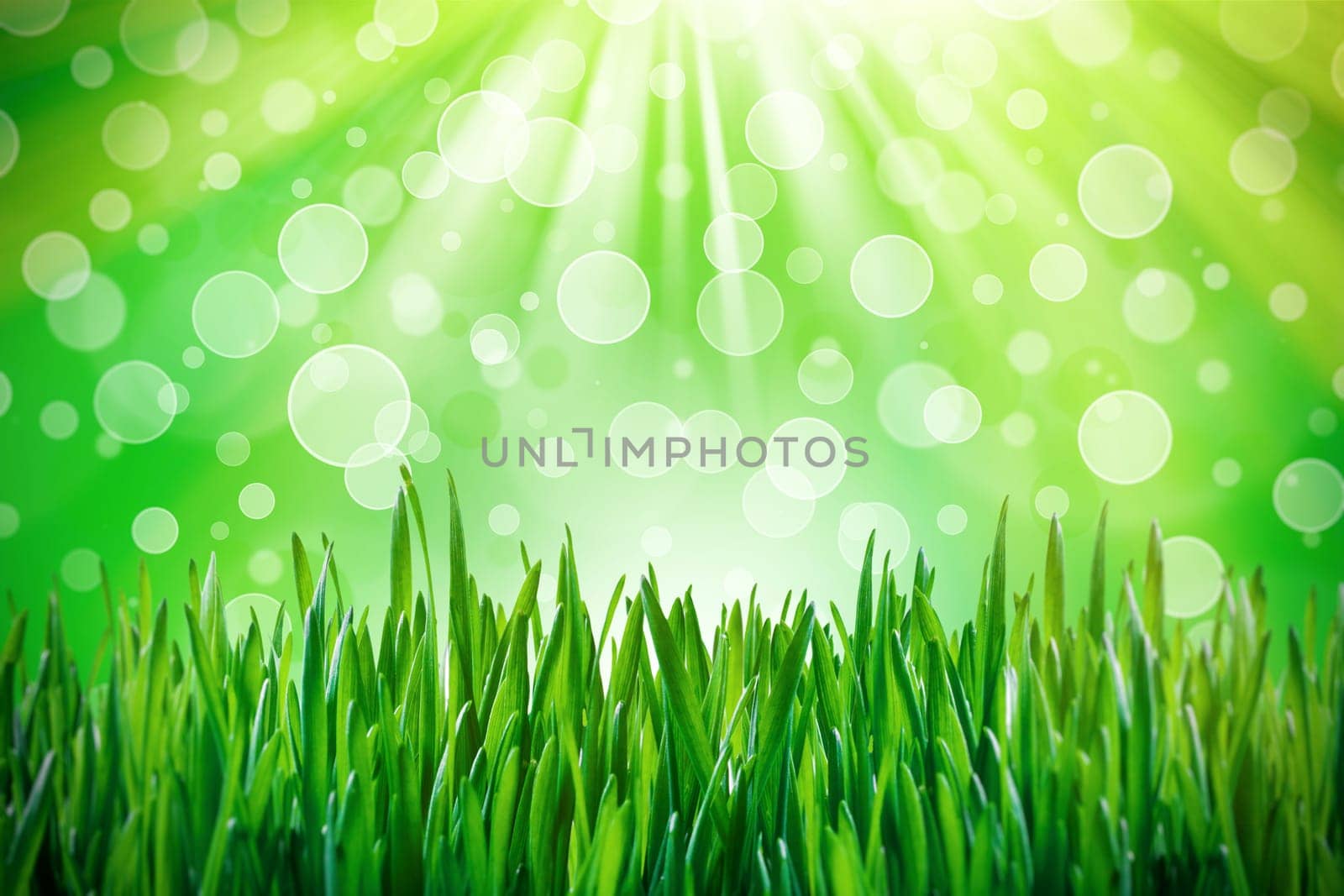 Spring grass