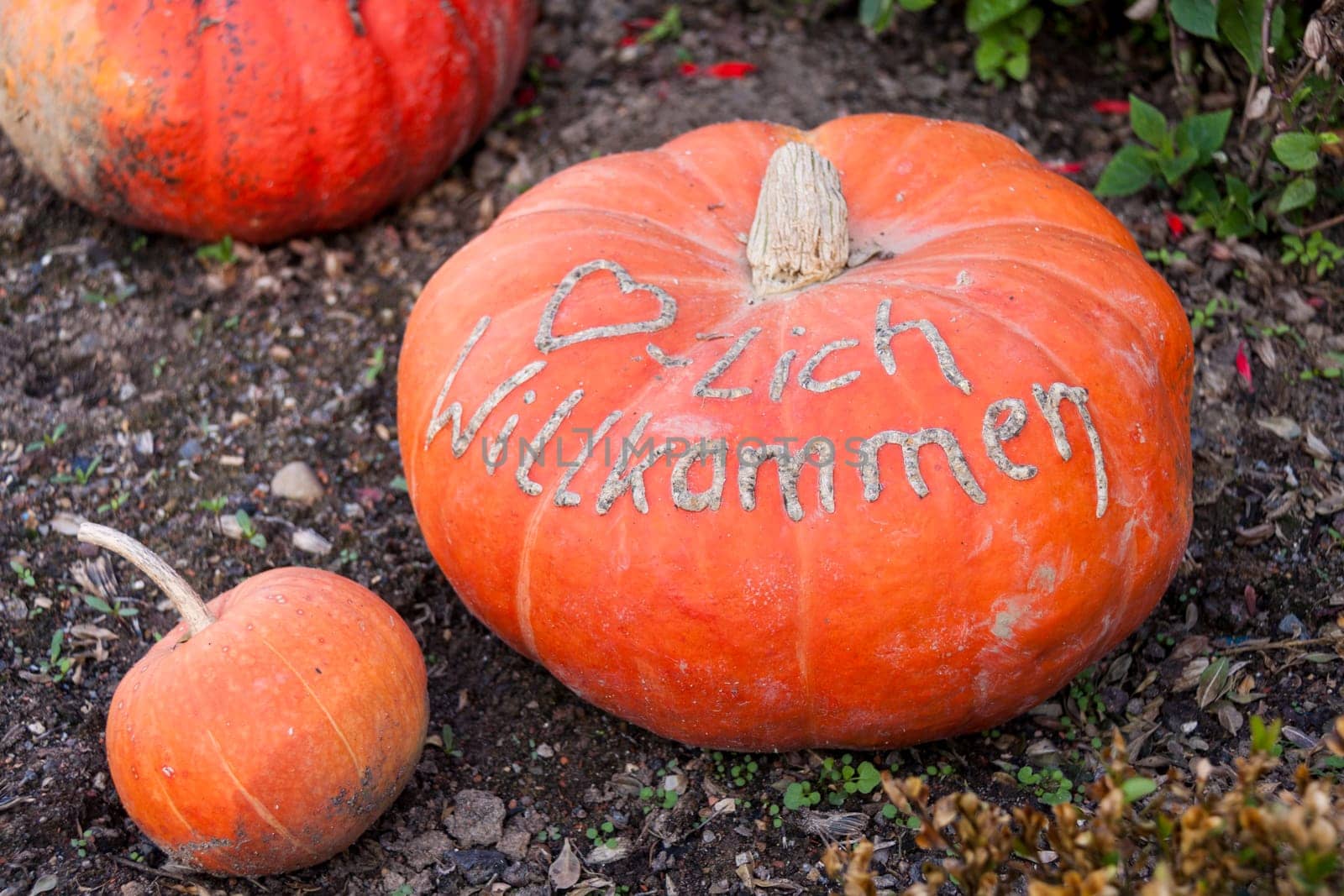 Cucurbita Maxima cucurbita pumpkin Pumpkin in autumn at a market stall