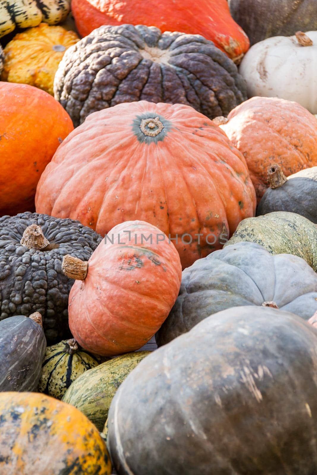 Different maxima and pepo cucurbita pumpkin Pumpkin in Herbs at a market stall