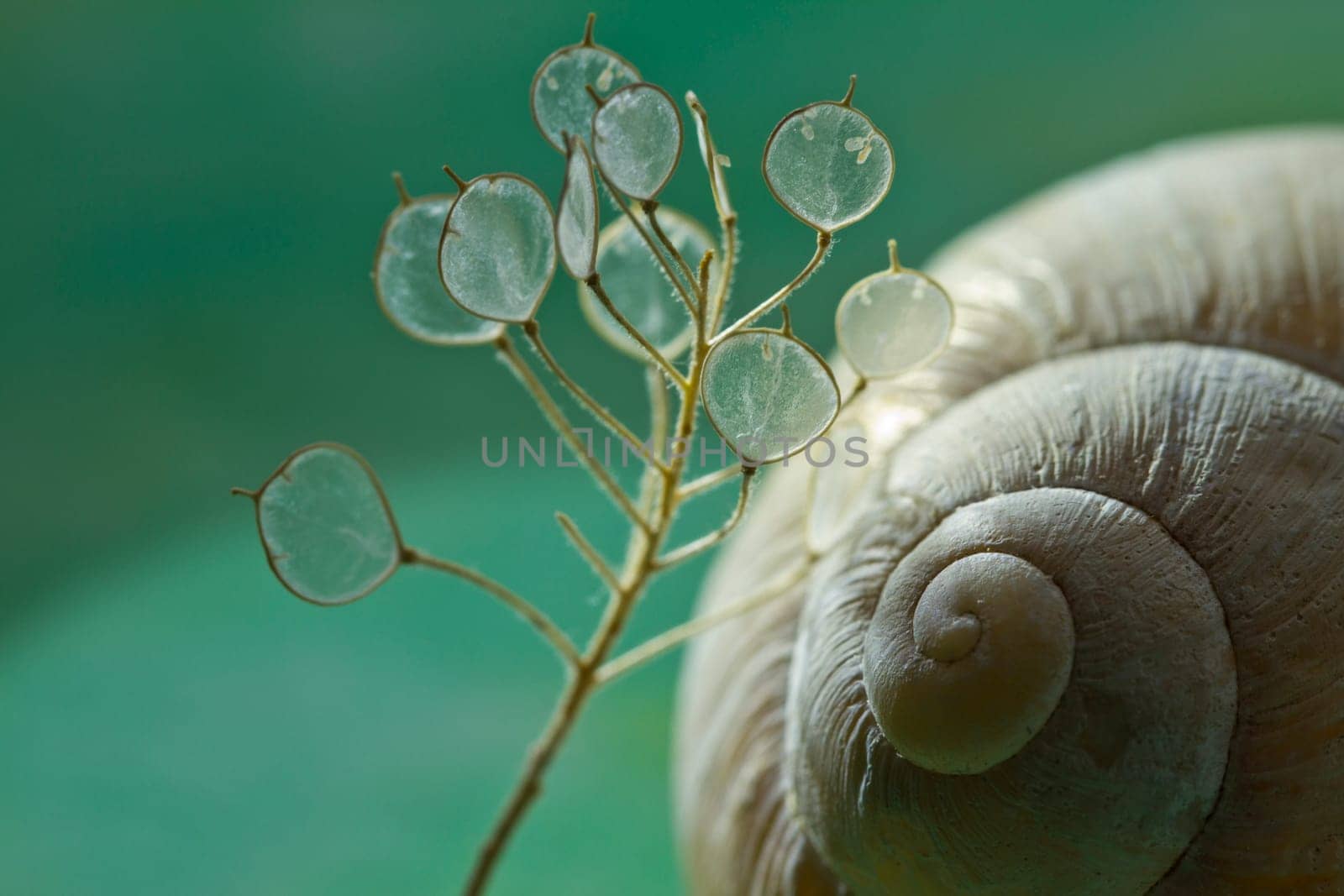 Composition vineyard snail house