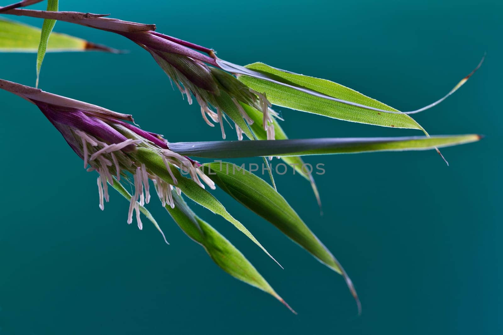 Bamboo flower