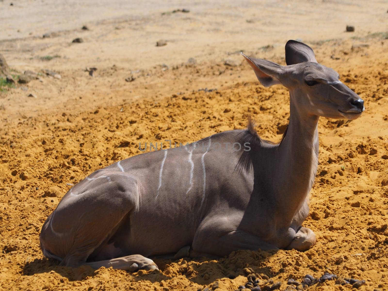 Large Kudu - female