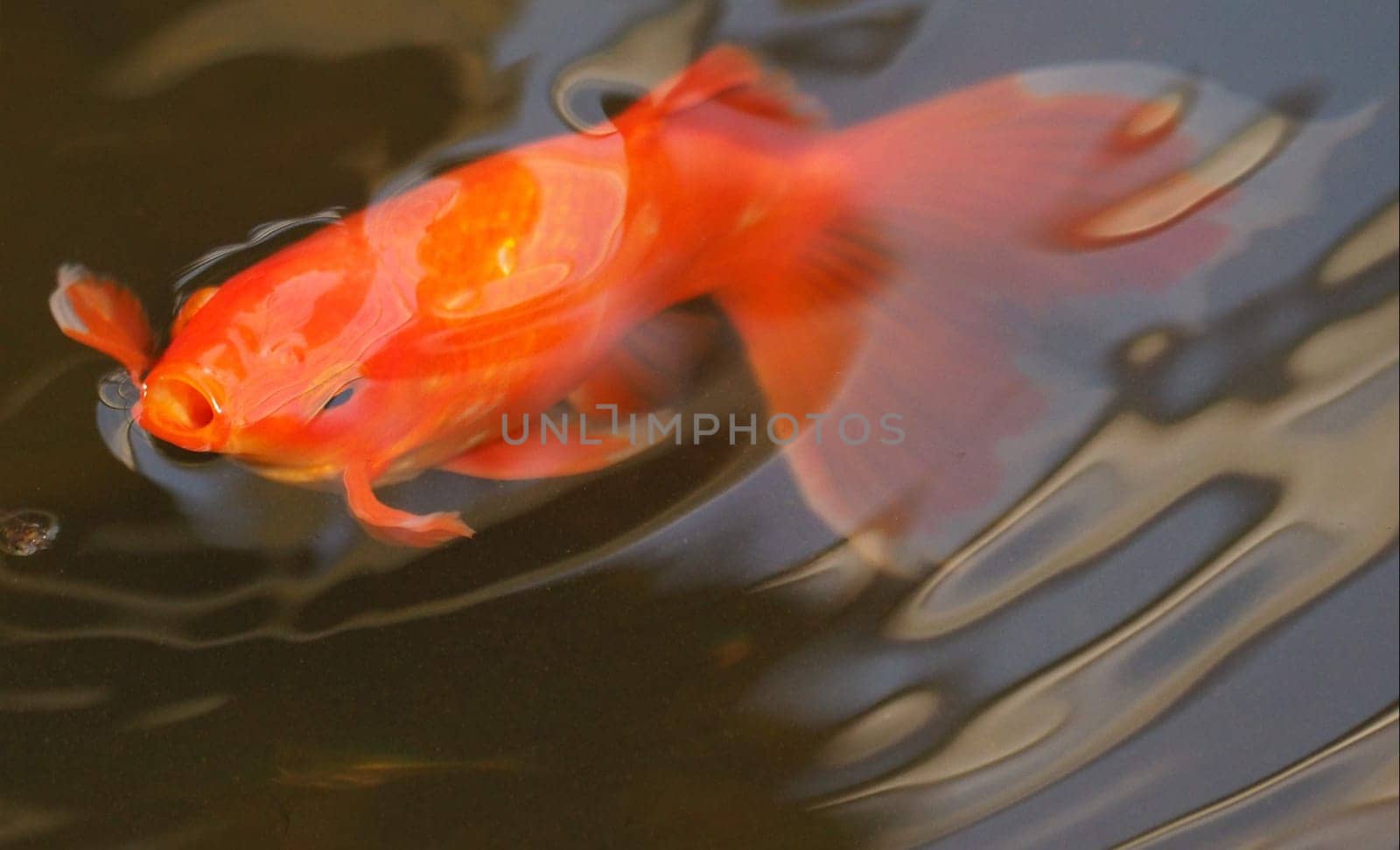 goldfish