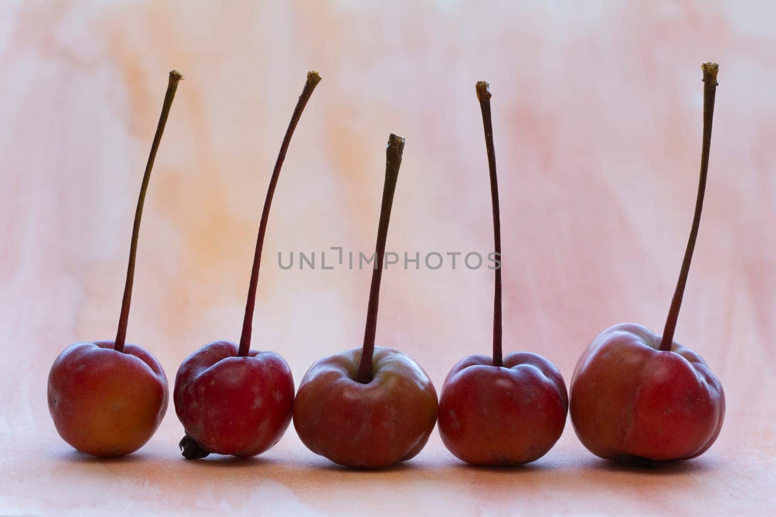 in line and limb