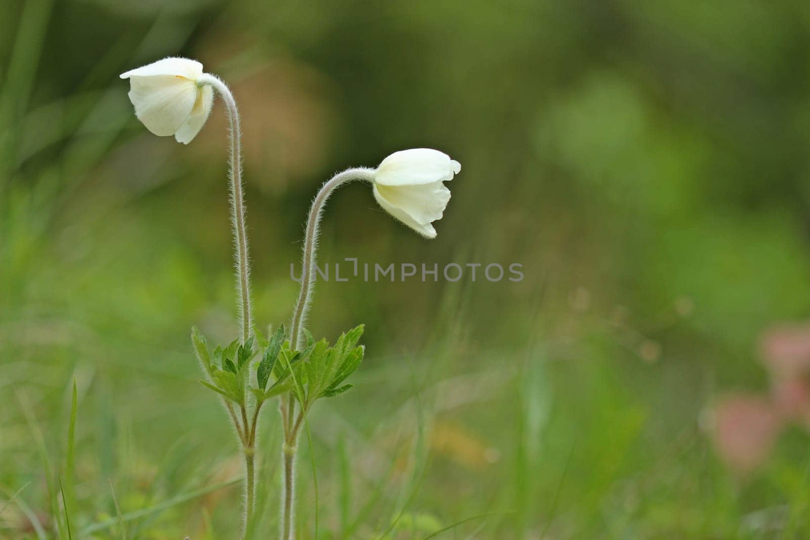 Two Great Wind Frogs (Anemone sylvestris)