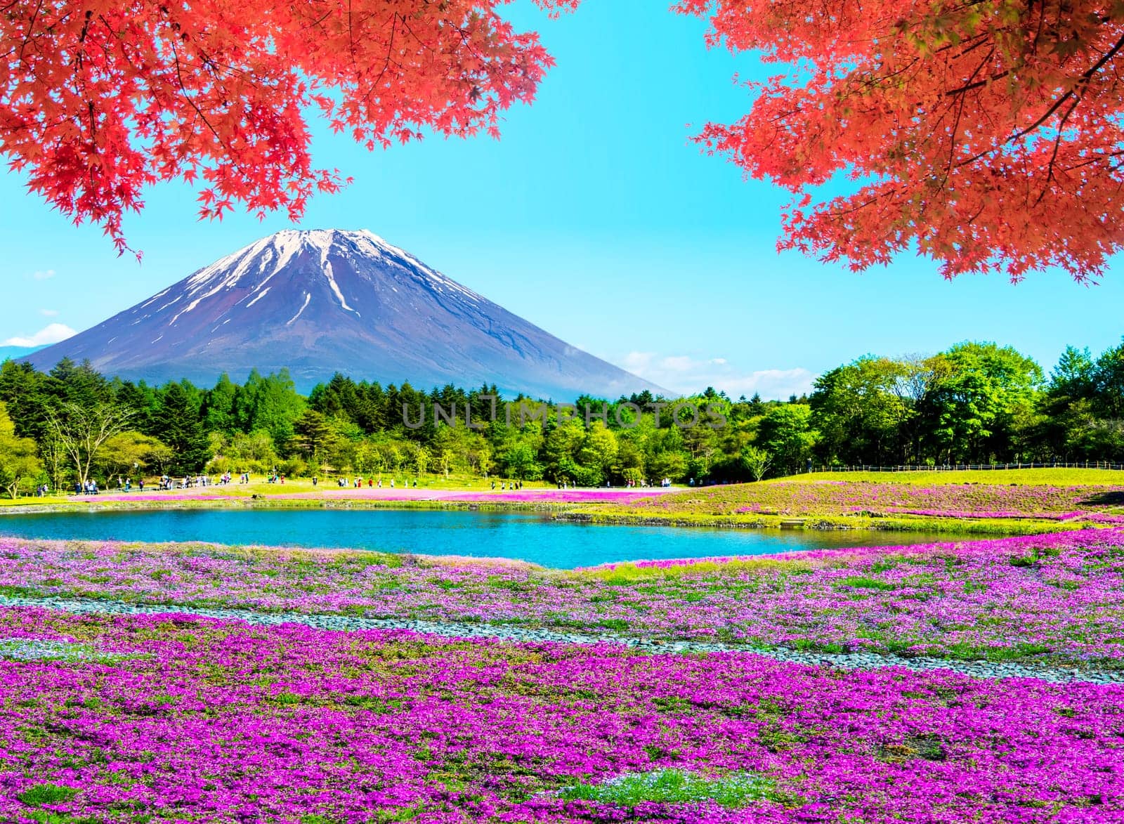 The Fuji with the field of pink moss at Shibazakura festival, Yamanashi, Japan