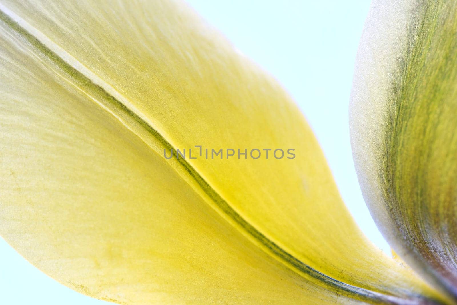 Wild tulip macro