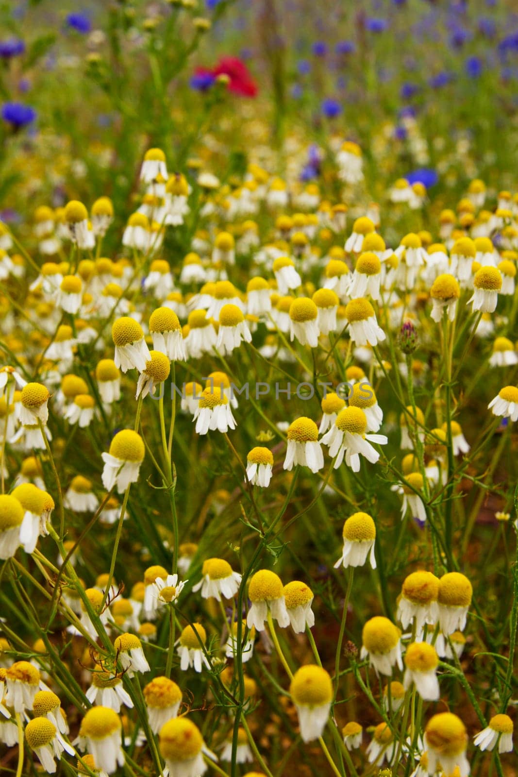 camomile