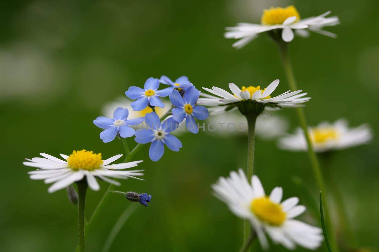 Spring meadow