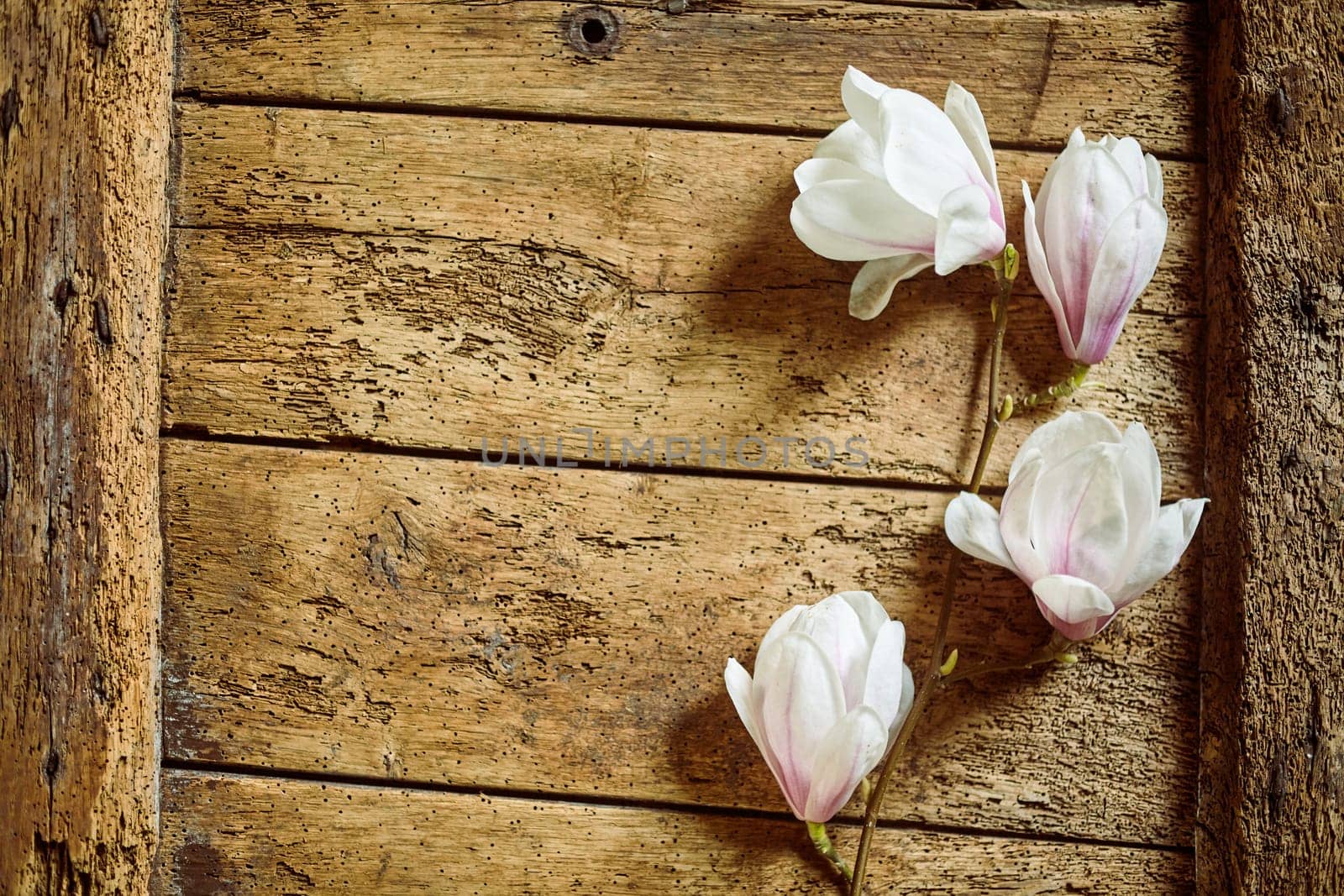 Fresh pink spring magnolias forming a side border on a rustic wood background with copy space