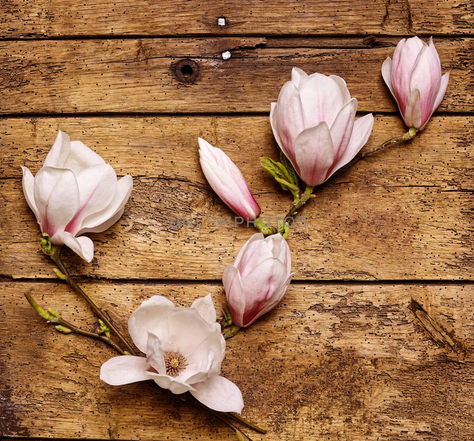 Spray of dainty fresh pink magnolias arranged on a rustic wooden background in a diagonal line, square format overhead view
