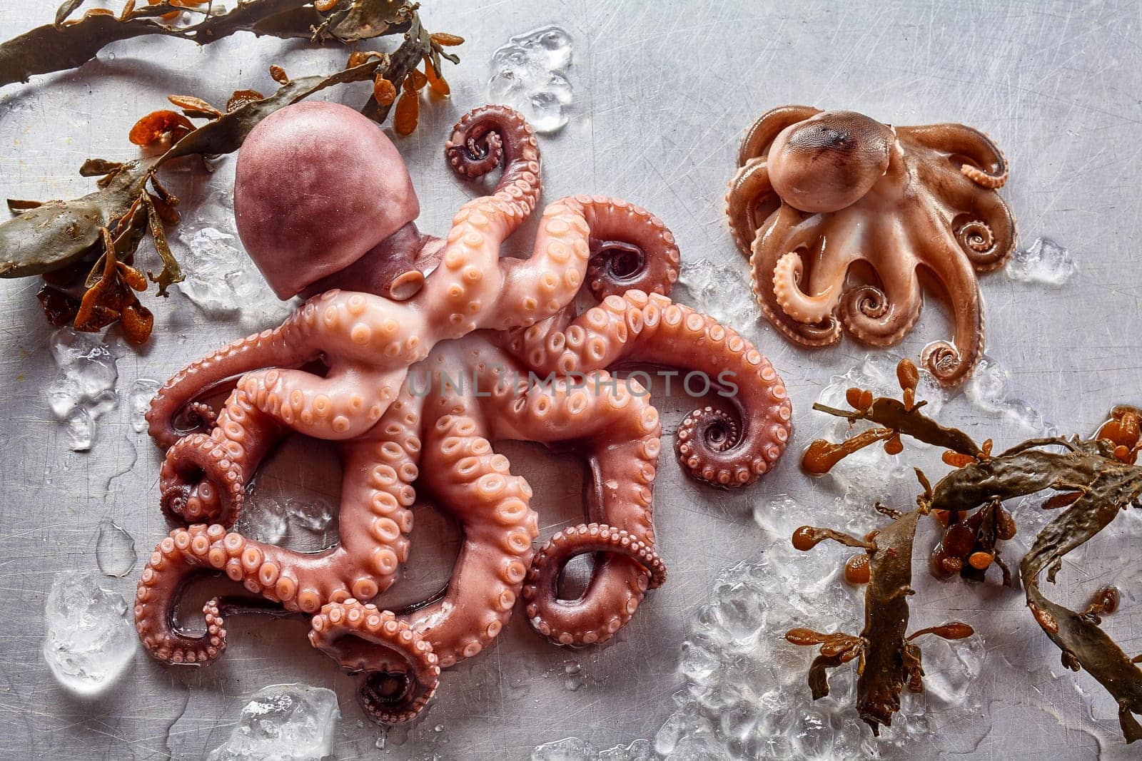 High Angle Still Life View of Raw Octopus of Various Sizes on Gray Background with Kelp Seaweed and Melting Ice
