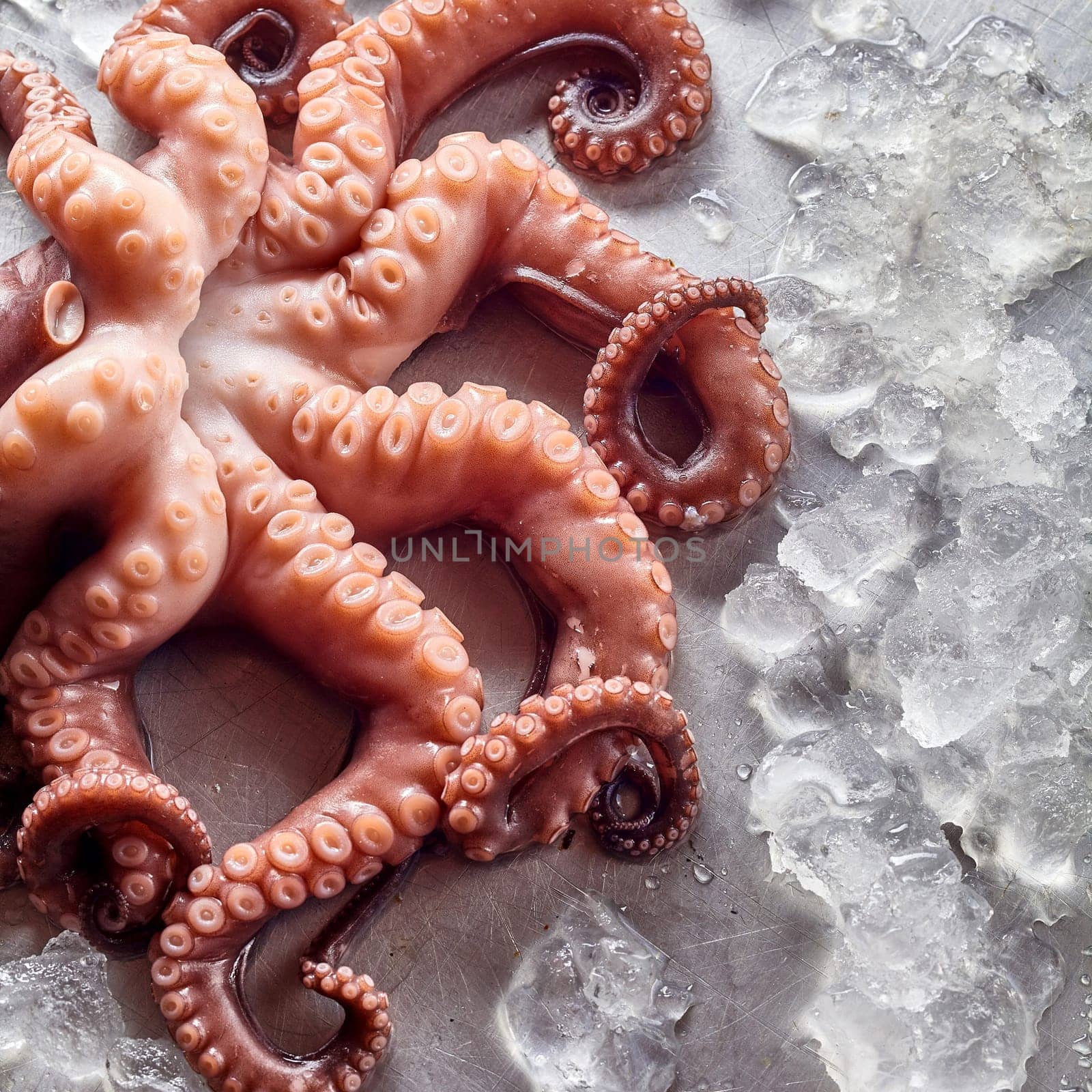 Still Life Close Up of Tentacles of Raw Octopus Lying on Cold Metal Surface Amongst Melting Blocks of Ice with Copy Space