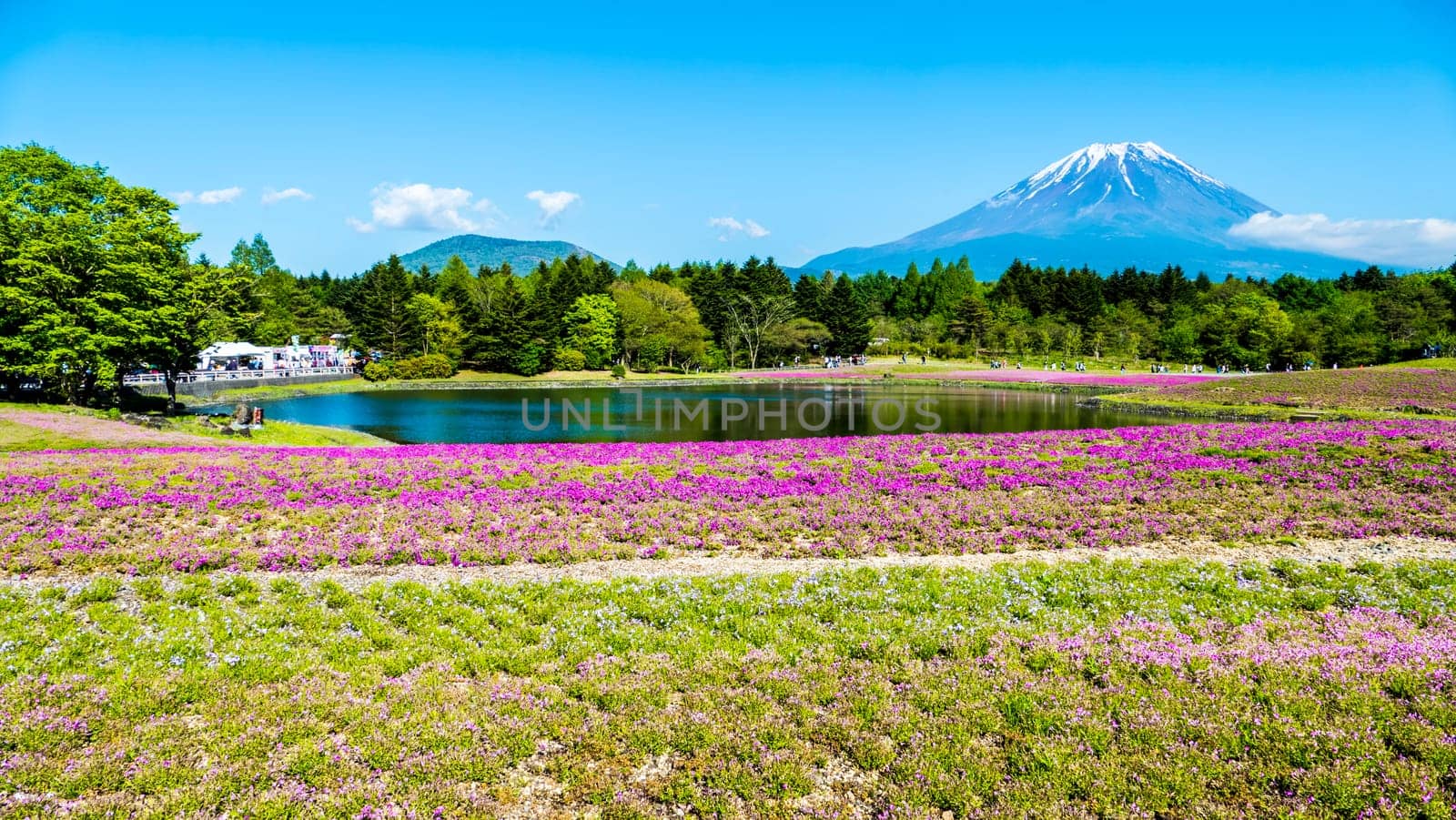 The Fuji with the field of pink moss at Shibazakura festival, Yamanashi, Japan