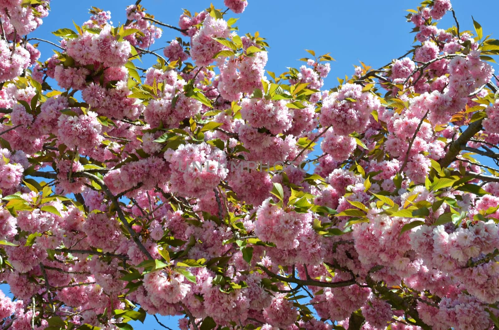 Japanese flower cherry