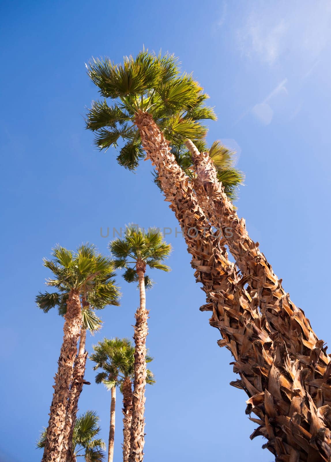 Blue skies make a good background for tropical palm trees in Palm Springs