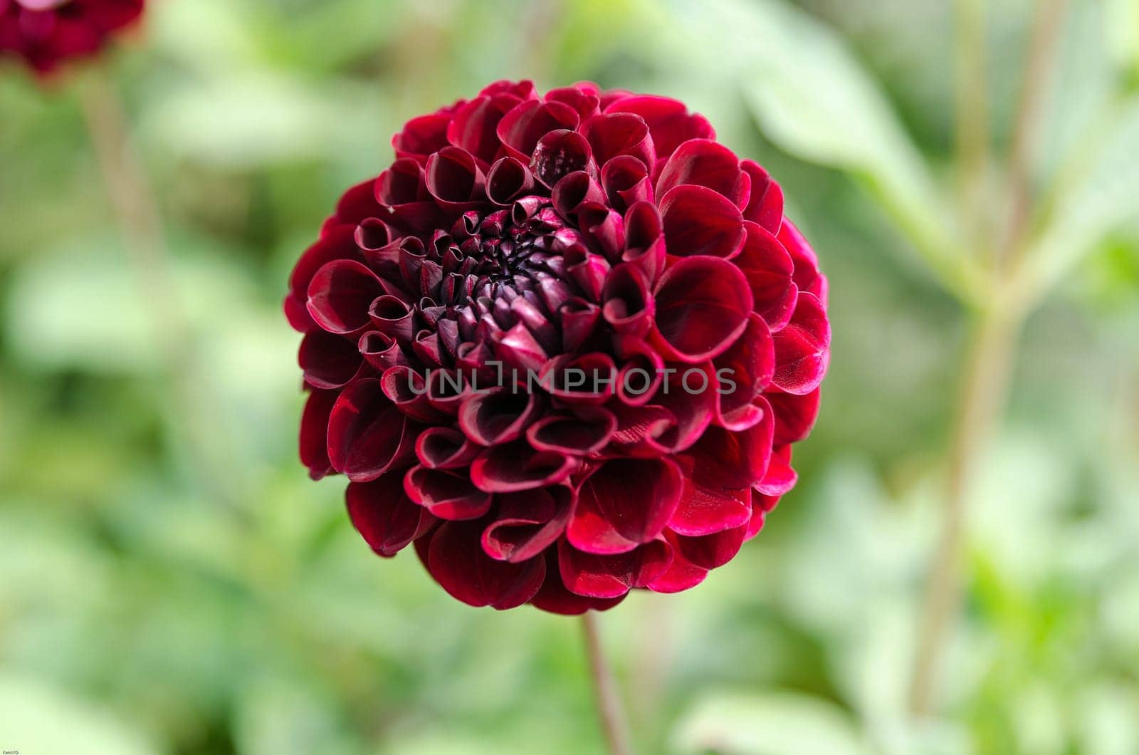 a red beutiful dahlia lovely flower