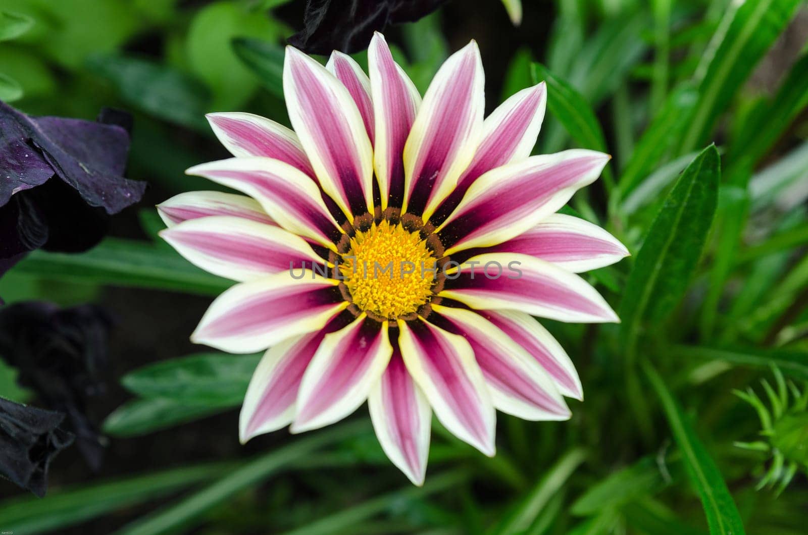 Gazalea a beutiful flower many color