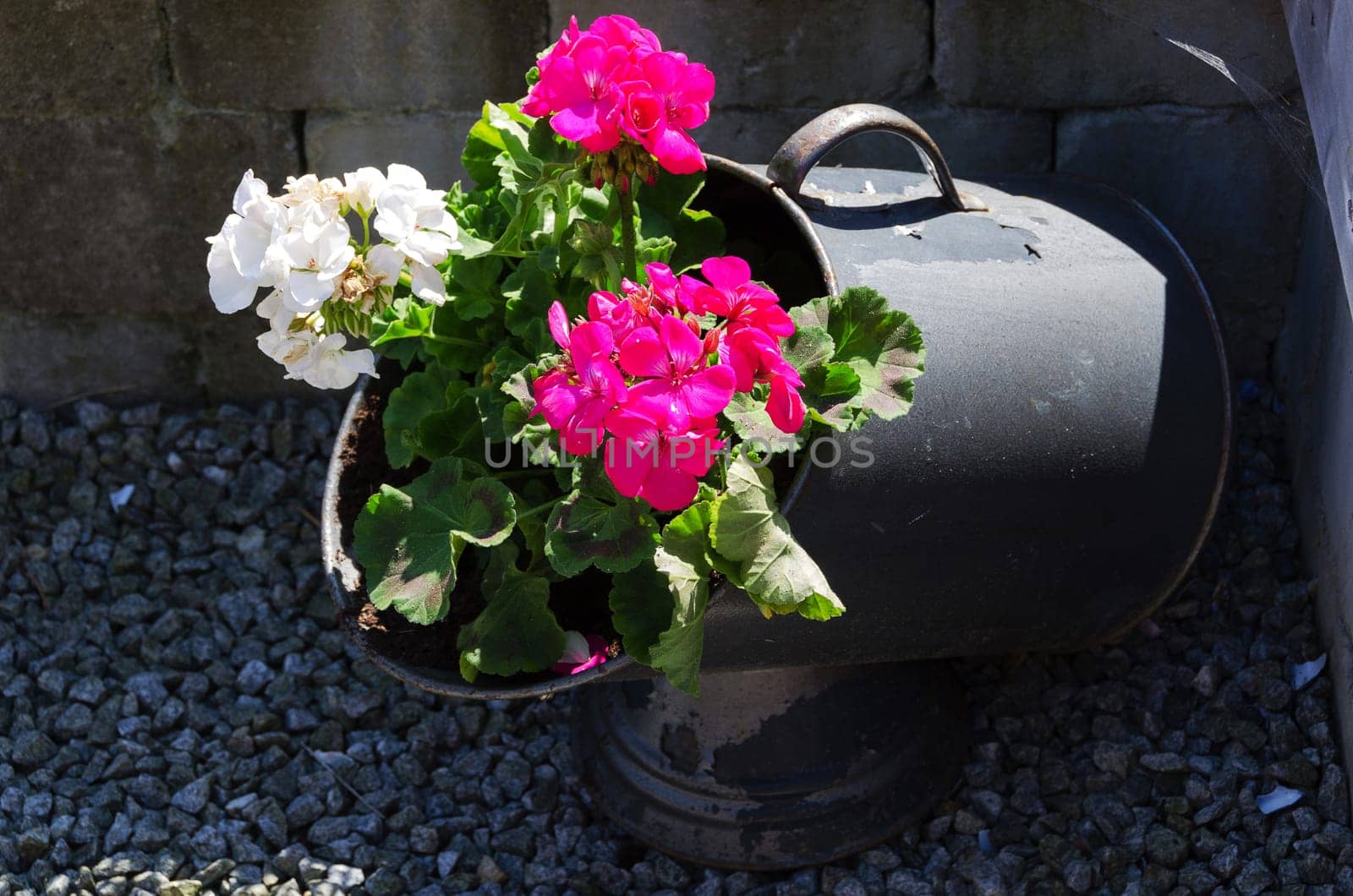 Beutiful flower in a old pitcher
