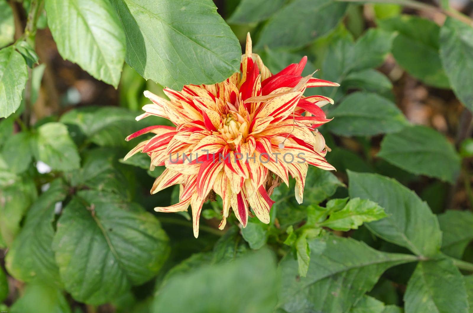 a great and beutiful flower from the family dahlia