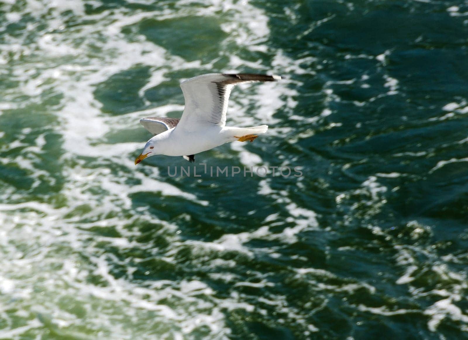 A seagull waiting for food