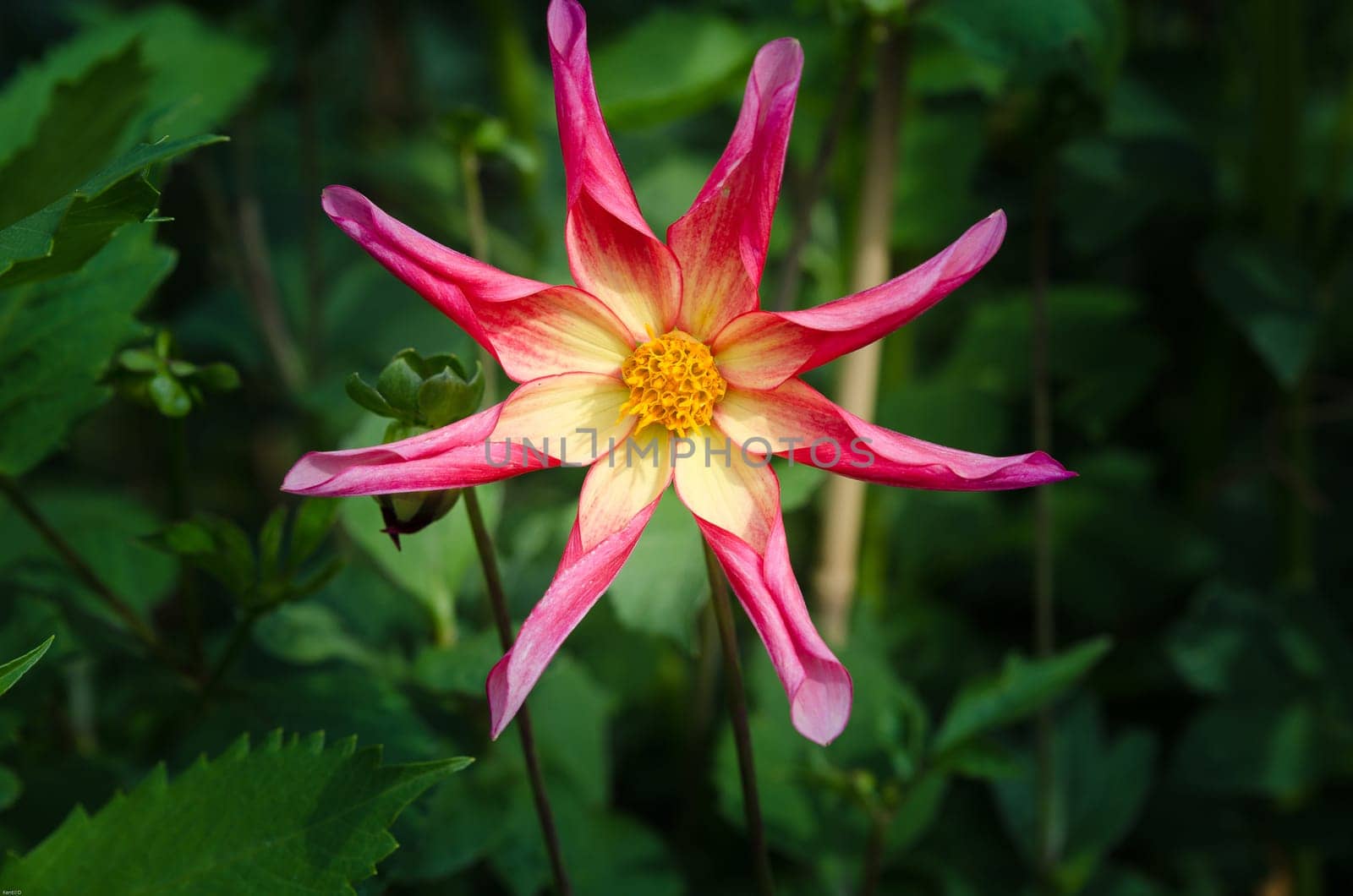 A very beutiful dahlia lovely color