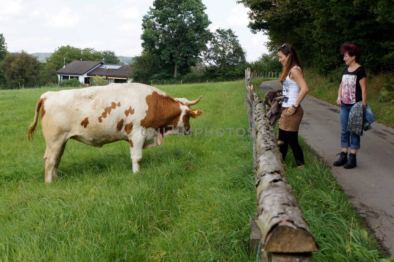 Cattle in the pasture